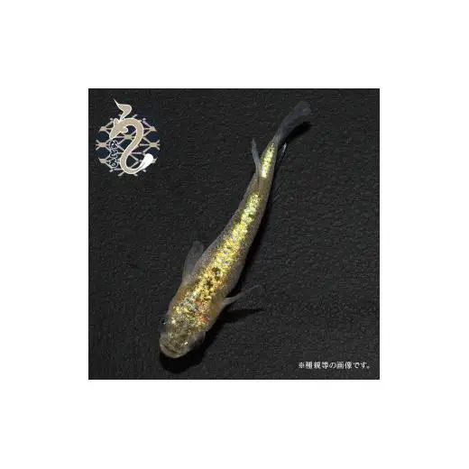 メダカ「サンシャイン」1ペア