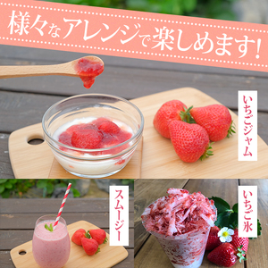 冷凍あまおう (計1kg) スピード発送 いちご イチゴ 苺 あまおう 冷凍いちご 冷凍イチゴ 国産 福岡県 果物 フルーツ アイス ジャム 冷凍フルーツ ＜離島配送不可＞【ksg1785】【うるう農園】