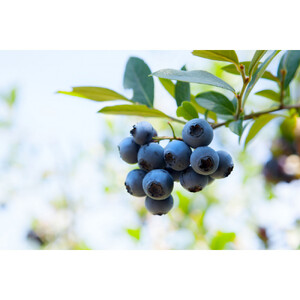 【復興支援】notono フローズンヨーグルト・アイスミルク詰合せ (12個入り)