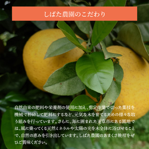 S153-003_熊本県天草産木成りあまくさ晩柑 約8kg