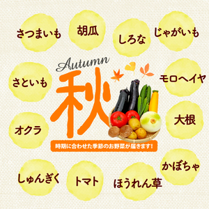 【厳選】 野菜セット 1回 野菜