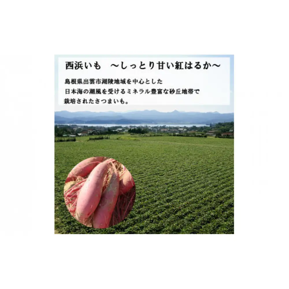 西浜いも（べにはるか）5kg
