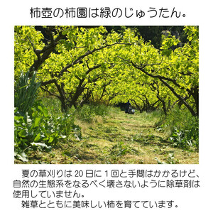 【柿専業の農家が作る】出雲産西条柿　2.5kg