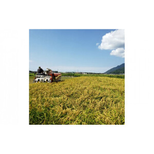 かむほどに口に広がる美味しさ　玄米おかき「いづも美人」