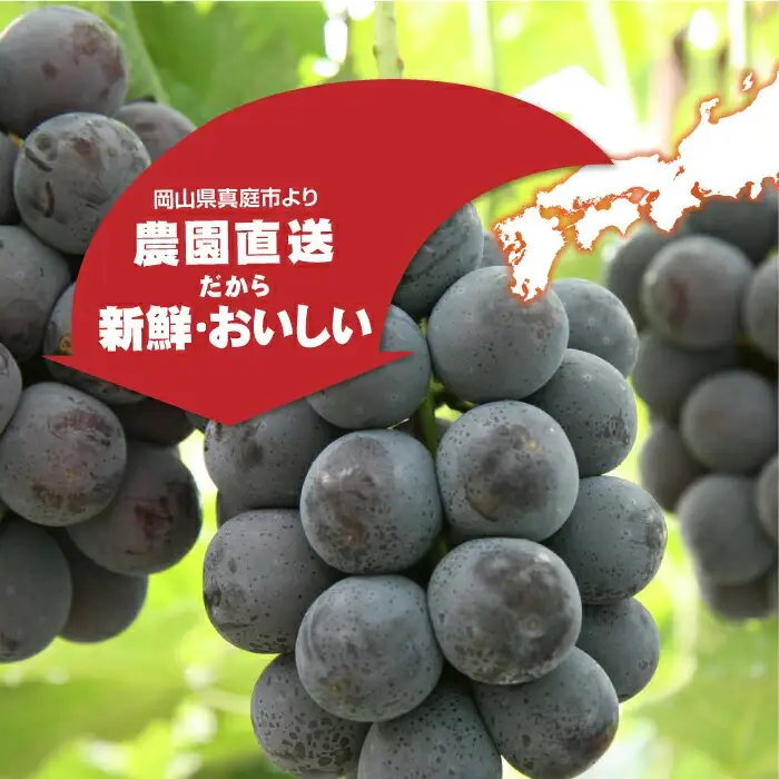 真庭市産 ニューピオーネ 自宅用 2房 /  (2026年8月中旬以降発送予定) ぶどう 自宅用 訳あり 岡山 真庭 ピオーネ 真庭市 大粒 葡萄 果物 フルーツ 産地直送 新鮮 濃厚 ピオーネ 人気 数量限定 お買い得 岡山名産 スイーツ 種なし 【配送不可地域：北海道／沖縄県／離島】  【jujy015-02】