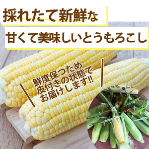 片品村産とうもろこし (品種：ドルチェドリーム) 1箱 約5kg とうもろこし ドルチェドリーム スイートコーン 片品村 トウモロコシ