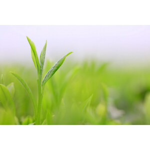 【たっぷり80個入り】静岡県産 深蒸し茶ティーバッグセット 毎日の緑茶習慣に。マグカップでも手軽に楽しめる高品質ティーバッグ