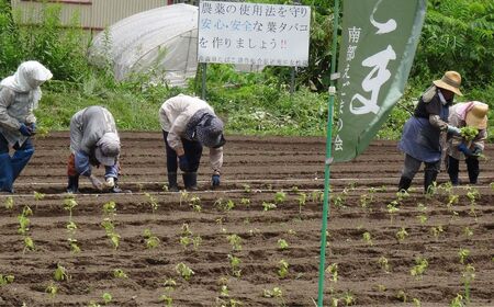 無農薬・無化学肥料　青森県産　生搾りえごま油（３本）青森県 三戸町 R0714