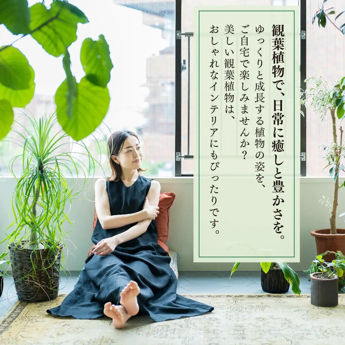 アガベ・アテナータ   