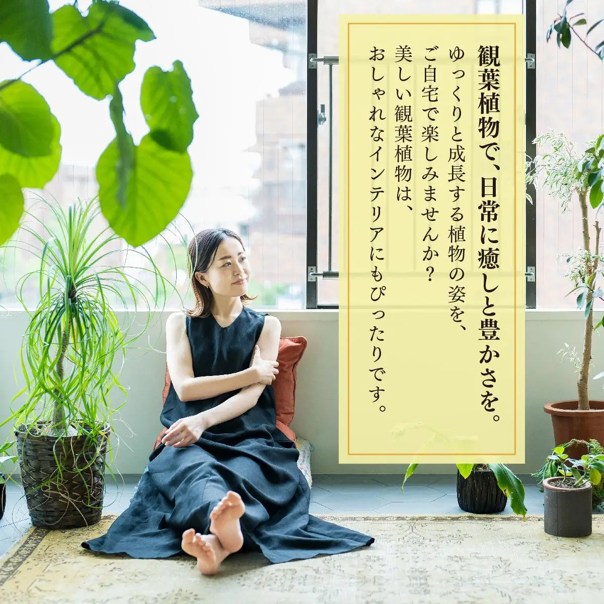 柱サボテン   
