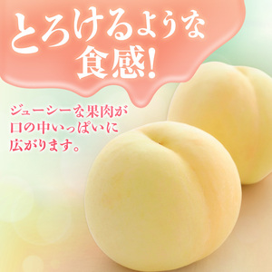 桃 2026年 先行受付 白桃 特秀 ロイヤル 中玉 約1.5kg(5～7玉)岡山県
