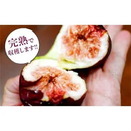 静岡県掛川産　ミズノ農園の冷凍いちじく (皮なし)【桝井ドーフィン】500g×4袋【配送不可地域：離島・北海道・沖縄県・四国・九州】【1646076】