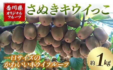 【人気フルーツ定期便E 4回】《さぬきゴールドキウイからスタート》さぬきゴールド さぬきエンジェルスイートキウイ さぬきキウイっこ 越冬小原紅早生みかん 各約1kg  キウイ みかん 旬 フルーツ 果物 国産 香川県 F5J-1184