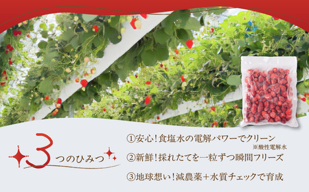 フリーズドライいちご よつぼし 豊橋産 苺
