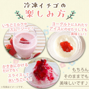 No.646-B 冷凍白いちご(約500g×2袋・計約1kg) 国産 鹿児島 日置市 加工品 苺 イチゴ いちご 冷凍 果物 くだもの フルーツ 小粒 冷凍果実 アイス スムージー シロップ ジャム 冷凍フルーツ 数量限定 【ままりあ農園】