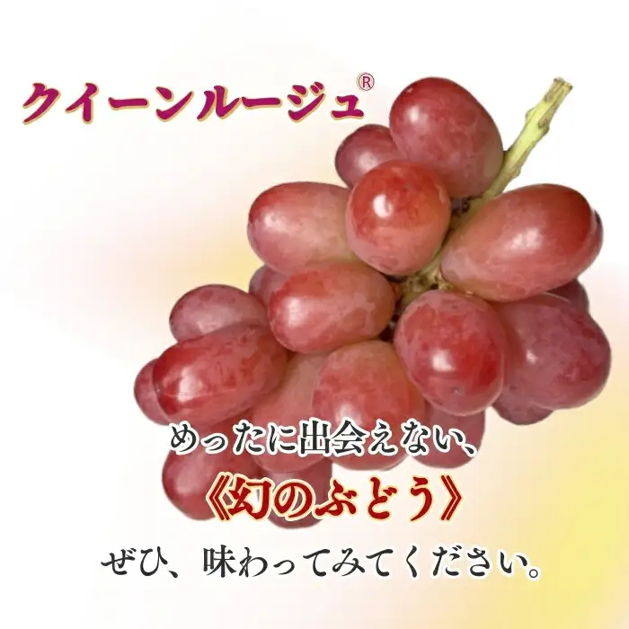 【2026年先行予約】クイーンルージュ® 約1kg|クイーンルージュ ぶどう