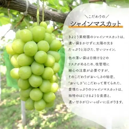 【発送月固定定期便】量より質の満足便!桃とシャインマスカットどっちも食べたい!(岡山県産)全2回【配送不可地域：離島】【4071129】