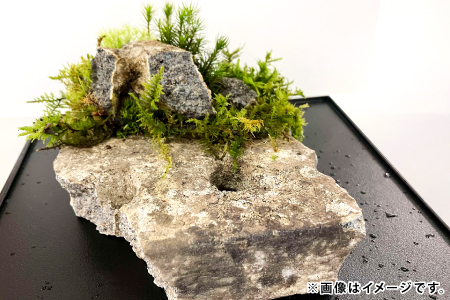 苔のしずく【 苔 こけ テラリウム 飾り インテリア お洒落 唯一無二 自然 】