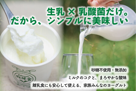 【12か月定期便】牧成舎のプレーンヨーグルト（砂糖不使用）12個入り 牧成舎 DF227