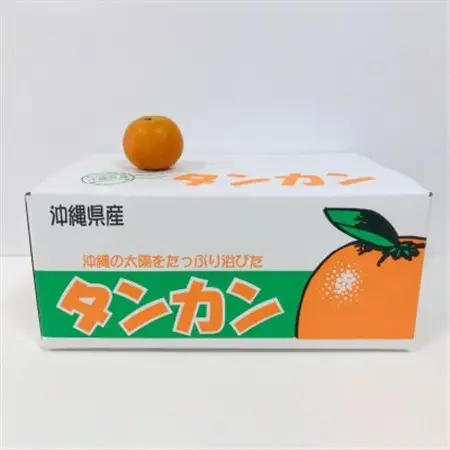 【2027年1月から順次発送】国頭村産 タンカン 10kg やんばるの人気柑橘 濃厚な甘みとコク【1651882】