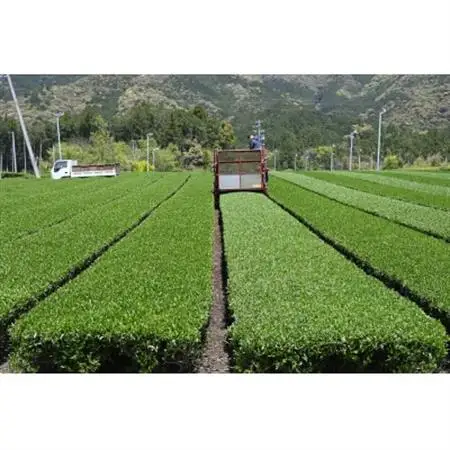 有機煎茶　のどか　80g×10本入【1546185】