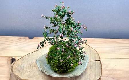 【4回定期便】 やすらぎの苔玉 1回あたり1個 計4個（1個×4回） 季節のお任せ苔玉 受け皿付き 