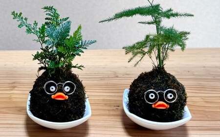 ほっこり 苔玉こけだまこっこちゃん×1個 受け皿付き 苔 コケ 植物 