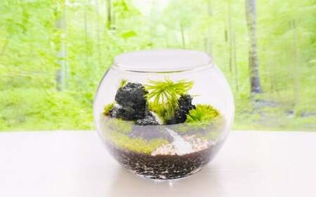 苔テラリウムの制作体験チケット 1名様 苔玉 ワークショップ 苔 コケ 植物 