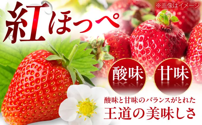 いちご 「紅ほっぺ」 4パック 【株式会社フジ・アグリフーズ】BKAY002