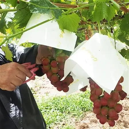 【2026年発送】山梨県オリジナル新品種サンシャインレッド!【計1kg程度】【配送不可地域：離島】【1654856】