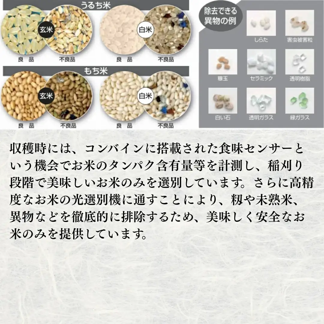 【令和7年産】コシヒカリ 精米 5kg | 新潟県 コシヒカリ