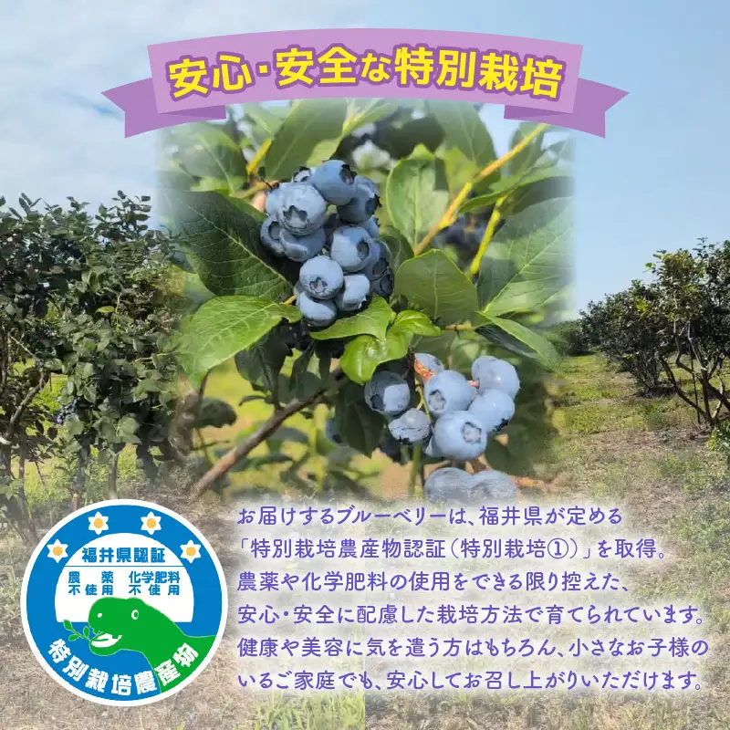 【訳あり】冷凍果実 福井県あわら市産 生食用ブルーベリー 真空冷凍 400g / ブルーベリー 冷凍 国産 目の健康 大粒 抗酸化作用 フルーツ 果物 お取り寄せ [aw007-a008]