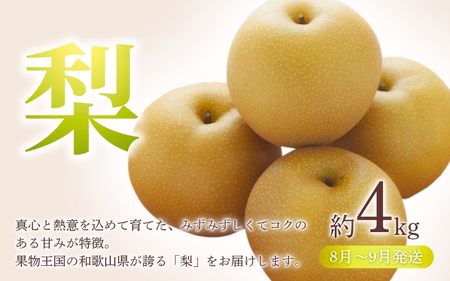 【全3回定期便】和歌山の旬のフルーツ定期便！人気の桃・ピオーネ・梨をお届け♪ 【BG-tkb306】
