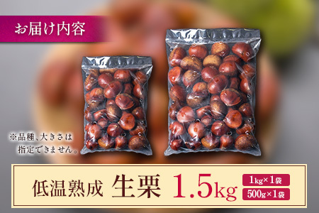 ＜2026出荷!!＞国産 低温熟成栗（生栗）1.5kg 熟成宝珠栗 産地直送 宮崎県新富町産【B672-26】