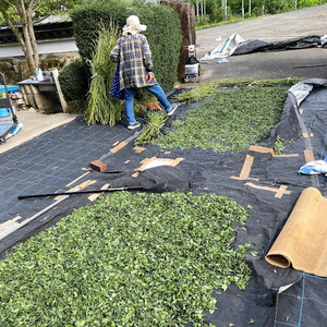 ときこばあちゃんの向原川之内 はぶ草茶 75g×3袋 茶葉 お茶 ハブ草茶 ノンカフェイン 国産 無農薬 広島 安芸高田市