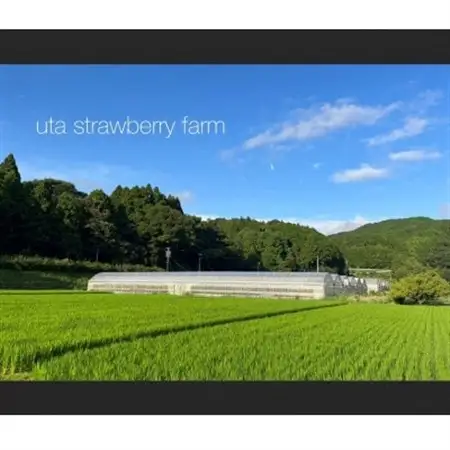 厳選　完熟冷凍いちご　愛知県新城産紅ほっぺ【500g×3袋】【配送不可地域：離島】【1548627】