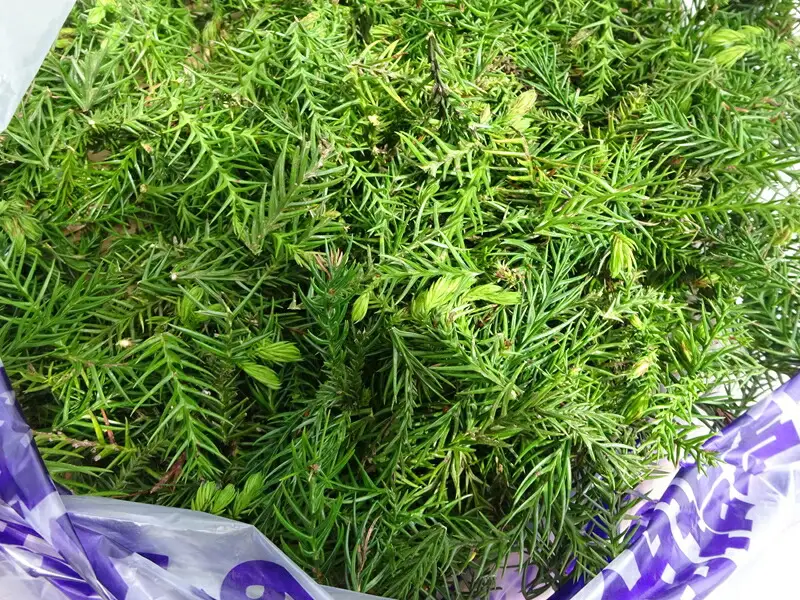 大雄杉®　Aroma セット【 Aroma セット 神奈川県 南足柄市 】