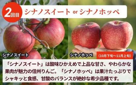 【訳あり】【3回定期便】旬のりんご 訳あり約3kg 食べ比べ 秋映 シナノスイート シナノホッペ サンふじ ［おぶせファーマーズ］ 不揃い 規格外 家庭用 果物 フルーツ りんご 林檎 リンゴ 長野県産 信州産 令和8年産 【2026年9月末～11月下旬】