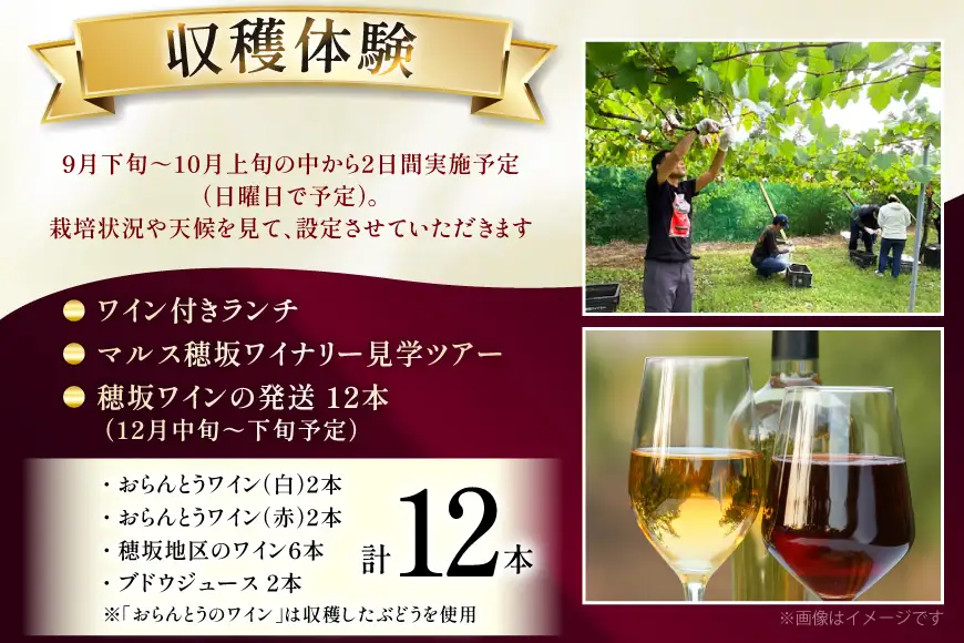 ワイン 収穫体験＆ワインセット 12本 ファミリー 3名様まで 参加券 ワイナリー [本坊酒造マルス穂坂ワイナリー 山梨県 韮崎市 20745175]