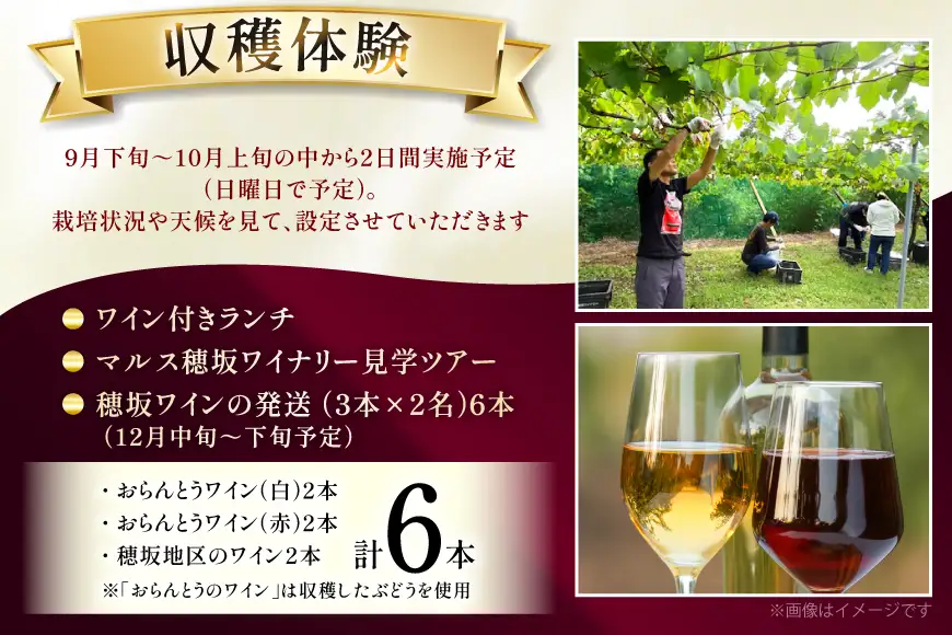 ワイン 収穫体験＆ワインセット 3本×2名 計6本 ペア 2名様 参加券 ワイナリー [本坊酒造マルス穂坂ワイナリー 山梨県 韮崎市 20745174]