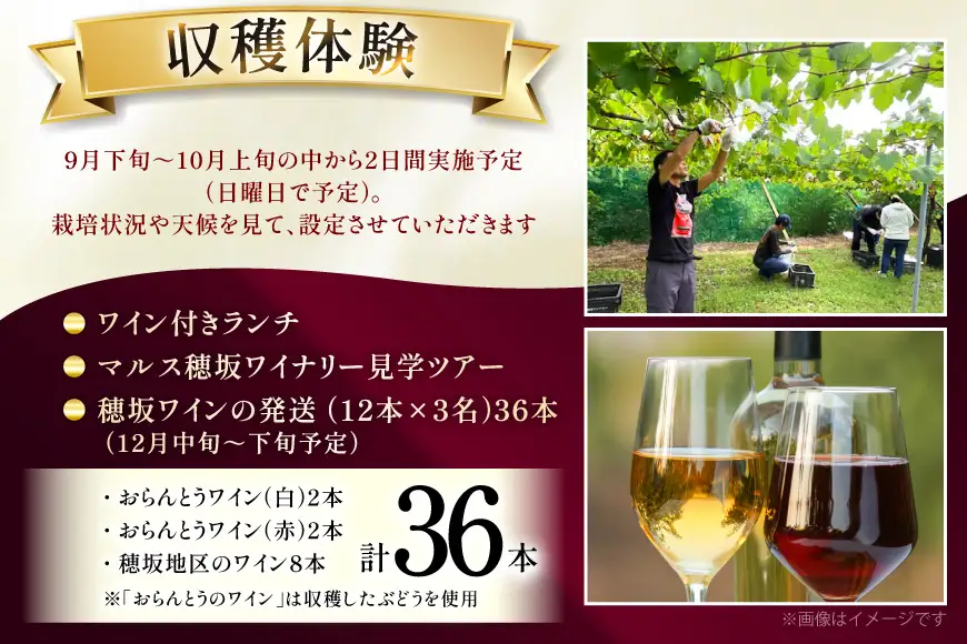 ワイン 収穫体験＆ワインセット 12本×3名 計36本 3名様 参加券 ワイナリー [本坊酒造マルス穂坂ワイナリー 山梨県 韮崎市 20745173]