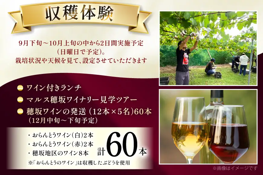 ワイン 収穫体験＆ワインセット 12本×5名 計60本 5名様 参加券 ワイナリー [本坊酒造マルス穂坂ワイナリー 山梨県 韮崎市 20745172]