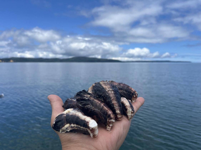 七尾牡蠣10個入り | かき 魚介類 訳あり 生活応援価格 ご家庭用 石川県 能登 復興支援 ※2026年7月～発送