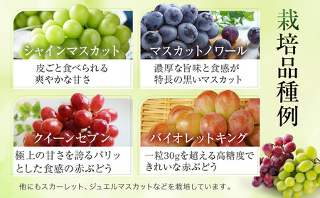 ＜2026年先行予約 9月中旬〜10月下旬発送＞ ぶどう彩り2～3種詰め合わせ 1kg | 品種おまかせ 朝採れ フルーツ 果物 食品 おいしい 人気 シャインマスカット マスカット 飛騨高山 ぶどうマルシェTSUZUKU SK001