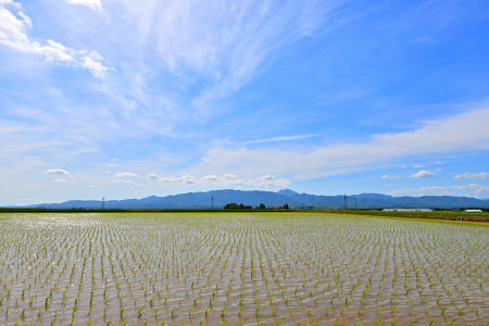 【定期便6回】北海道奈井江町　ななつぼし　5kg