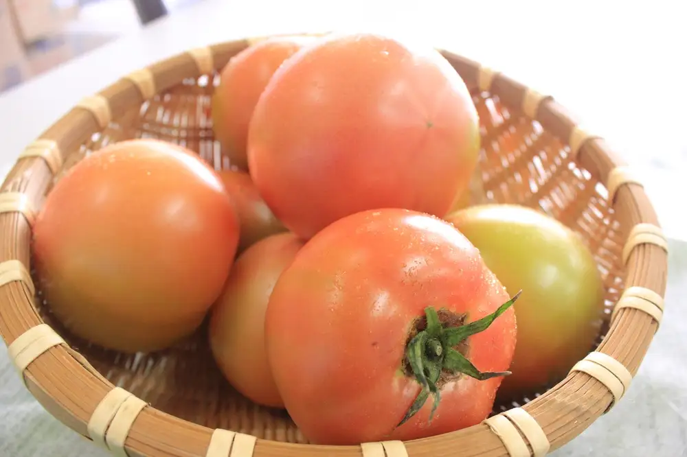 【南会津町特産品】 南郷トマト 1箱(約4kg：20個入) 野菜 