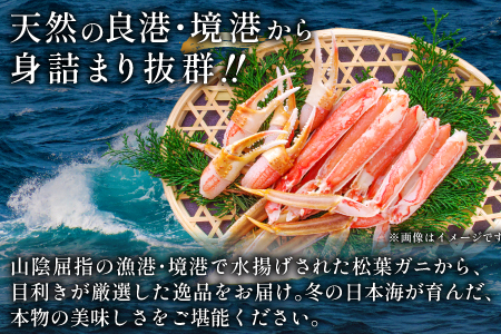 【活き】ご自宅用松葉ガニ　大　２枚【松葉ガニ 松葉がに 松葉蟹 まつばがに かに カニ 冷蔵 チルド ブランド ズワイガニ 活き 自宅用 冬 国産 季節限定 お取り寄せ 鳥取県 日吉津村 日本海】