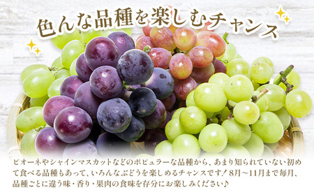 【10回定期便】岡山のぶどう 十撰 10種 計7kg【配送不可地域あり】ｼｬｲﾝﾏｽｶｯﾄ ぶどう