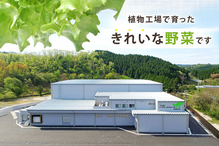 フリルレタス 10袋 セット [バイテックベジタブルファクトリー 石川県 中能登町 27ap0001]