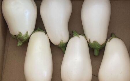 【先行予約】 季節限定 白なす 6個 ナス 茄子 野菜 白なす | 石川県 小松市 のうちゃんファーム